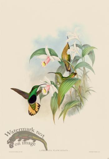 Gould Hummingbird 085